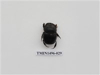 藏品(大黑糞金龜)的圖片